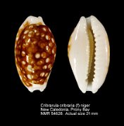Cribrarula cribraria (f) niger